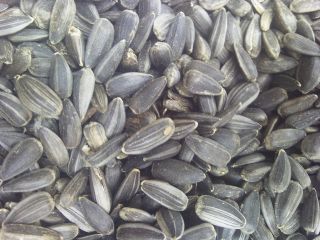 Black Sunflower Seeds